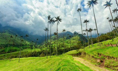 Cocora Valley