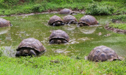 A 'creep' of Galapagos Giant Tortoise make their way slowly across a waterhole in the highlands of Santa Cruz in the Galapagos Islands.