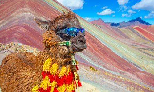 Funny Alpaca, Lama pacos, near the Vinicunca mountain, famous destination in Andes, Peru