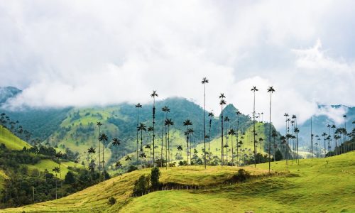 cocora-pexels